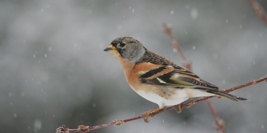 Pinson du Nord sous les flocons posé sur une branche